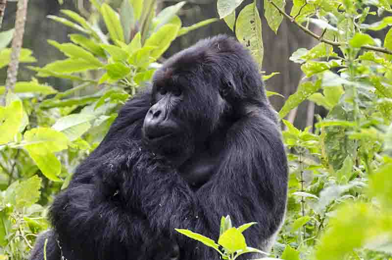 40 - Gorila - selva de Virunga - parque nacional de los volcanes - Ruanda